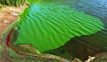 Imagen de La Provincia: emiten un alerta por cianobacterias en la laguna de Chascomús