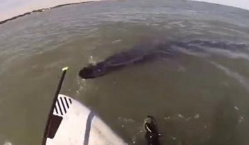 Imagen de Video: ballenas sorprenden a un joven que las filmaba desde un kayak en Monte Hermoso