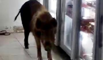 Imagen de General Madariaga: insólita aparición de un chancho salvaje en un supermercado céntrico