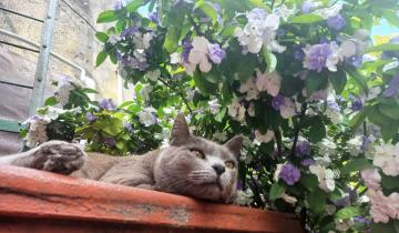 Imagen de Día del Gato: por qué hoy 20 de febrero es la primera de tres celebraciones anuales