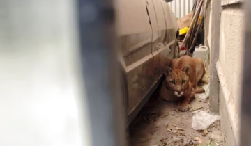 Imagen de Necochea: una mujer se encontró con una puma en el garaje de su casa