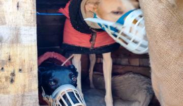 Imagen de Mar del Plata: rescataron 11 perros que eran utilizados para peleas ilegales