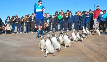 Imagen de Partido de La Costa: así fue el regreso al mar de 14 pingüinos rescatados de distintas playas