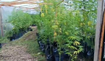 Imagen de Chascomús: secuestraron 800 plantas de marihuana y detuvieron a dos personas
