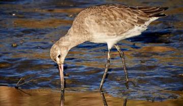Imagen de Mar Chiquita: cómo será el festival de Aves Migratorias