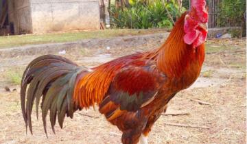 Imagen de General Madariaga: insólito conflicto entre vecinos por el canto de un gallo