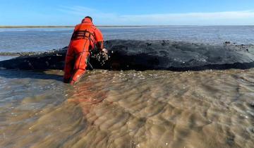 Imagen de Castelli: qué dijo la Fundación Mundo Marino sobre la ballena varada en el canal 15