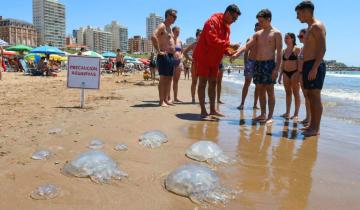 Imagen de Mar del Plata: alerta por medusas en las playas y qué hacer ante una picadura