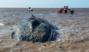 Imagen de Castelli: la Fundación Mundo Marino explicó las razones por que las que no se puede ayudar a la ballena varada en el Canal 15