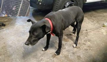 Imagen de Dolores: los Bomberos rescataron a una perra atrapada en un cesto de basura y buscan a sus dueños