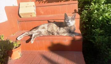 Imagen de Día del Gato: por qué el 20 de febrero es una de las tres fechas que los celebran