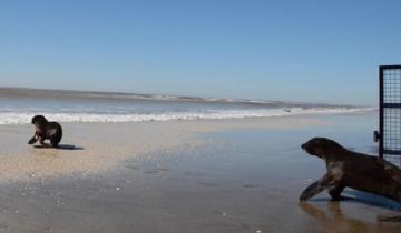 Imagen de Video: liberaron a cuatro lobos marinos que habían sido rescatados en Quilmes y en La Costa