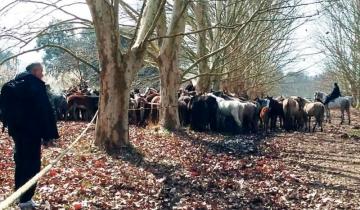 Imagen de En un allanamiento en Ezeiza, encontraron 25 caballos muertos y 420 con desnutrición