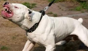 Imagen de Otro ataque de un pitbull: mordió en la cabeza y en el cuello a un niño