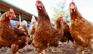 Imagen de Confirman influenza aviar en Chascomús y ya son tres los casos detectados en la Región en las últimas semanas