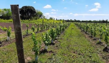 Imagen de Dolores: avanza un proyecto de producción vitivinícola