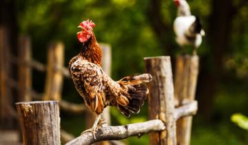 Imagen de Lo multaron con $ 40.000 por ser el dueño de un gallo molesto