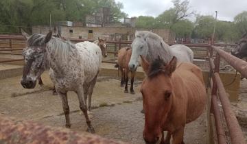 Imagen de Villa Gesell: secuestraron 36 caballos sin identificación a la vera de la ruta 11