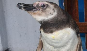 Imagen de Pinamar: rescataron un pingüino magallánico que apareció en las costas de Cariló