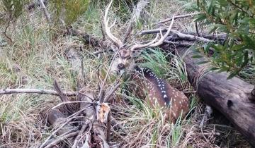 Imagen de Pinamar: encuentran a un venado herido de bala a la vera de la Ruta 11