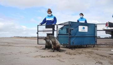 Imagen de San Clemente: dos lobos marinos que había sido rescatados en el Río de La Plata regresaron al mar