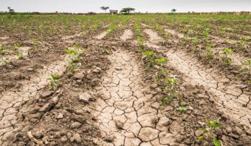 Imagen de General Lavalle: por la sequía evalúan la posibilidad de eximir de pagos a productores ganaderos