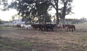 Imagen de La Policía Rural de Dolores secuestró 20 caballos