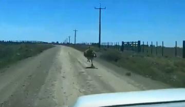 Imagen de Sorpresa en un camino entre Tandil y Rauch: apareció un ñandú a 55 km/h