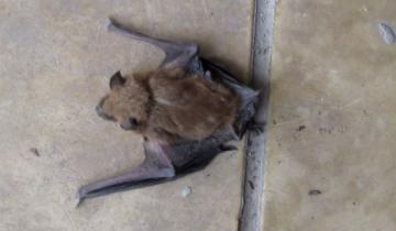 Imagen de Villa Gesell: detectaron un murciélago con rabia y se inició un operativo para reforzar la vacunación
