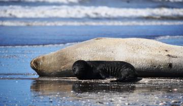 Imagen de La Región: por qué por el nacimiento de elefantes marinos en la Costa Atlántica bonaerense sorprende a los especialistas