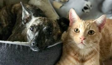 Imagen de Partido de La Costa: cuáles son las veterinarias que aplicarán la vacuna antirrábica de forma gratuita