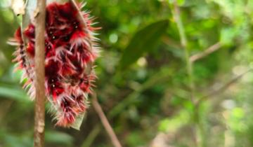Imagen de Hallazgo histórico en Dolores: alumnos de la Escuela 11 descubren orugas de una mariposa en peligro de extinción