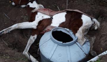 Imagen de Video: rescatan a un caballo que había caído en un pozo en Villa Gesell