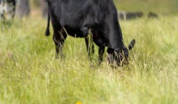 Imagen de Preocupación en General Madariaga: investigan el robo de vacas en un campo de la región