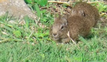 Imagen de Olavarría confirmó un caso de hantavirus: hay alerta sanitaria y refuerzan la prevención