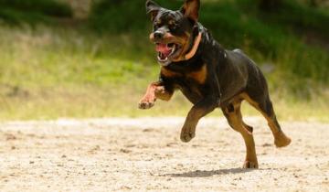 Imagen de Mar del Plata reguló por decreto la tenencia de perros “peligrosos”