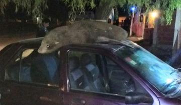 Imagen de Una vecina de San Clemente encontró un lobo marino jugando en el capot de su auto