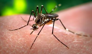 Imagen de La Provincia: confirman la tercera muerte por dengue en lo que va del año
