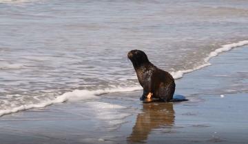 Imagen de Partido de La Costa: dos lobos marinos rehabilitados fueron regresados al mar