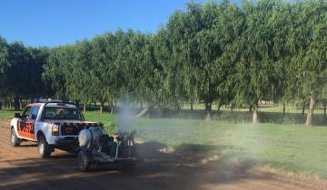Imagen de Dengue: alertan que febrero y marzo son los meses de mayor circulación del mosquito transmisor de la enfermedad