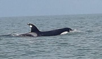 Imagen de Monte Hermoso: apareció una orca a pocos metros de la playa
