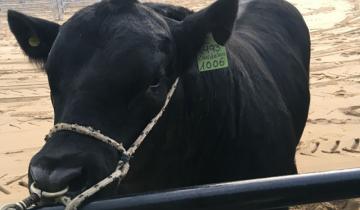 Imagen de La fiebre por Mbappé no se detiene: le pusieron su nombre a un toro