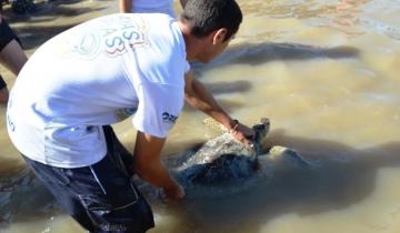 Imagen de Final feliz: la tortuga que expulsó 14 gramos de plástico volvió al mar