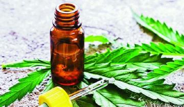 Imagen de La Provincia: el Gobierno presentó un proyecto para la producción y comercialización de cannabis medicinal
