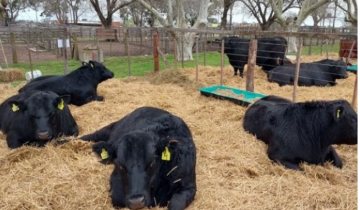 Imagen de General Madariaga: con múltiples actividades, así la Expo Rural este fin de semana