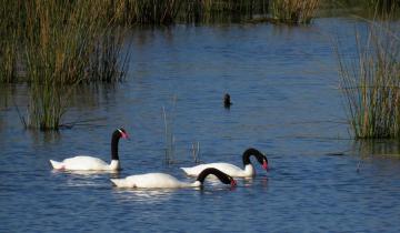 Imagen de Naturaleza en cuarentena: volvieron los cisnes de cuello negro a la laguna de Chascomús