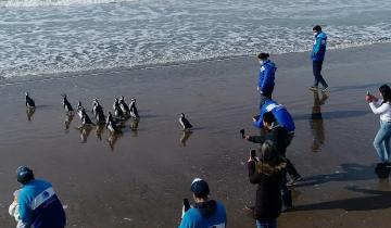 Imagen de San Clemente del Tuyú: el emocionante regreso al mar de 12 pingüinos rescatados que fueron rehabilitados
