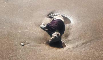 Imagen de Partido de La Costa: indignación y misterio por la aparición de dos perros muertos en las playas de San Clemente