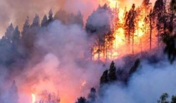 Imagen de Declararon la emergencia ambiental por incendios forestales en el Amazonas