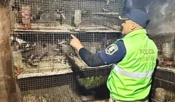 Imagen de Rescatan a más de 300 animales silvestres que estaban en cautiverio ilegal en La Plata